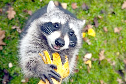 Waschbär mit einer Banane