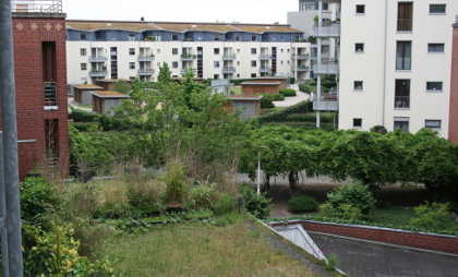 Extensive Dachbegrünung im Innenhof