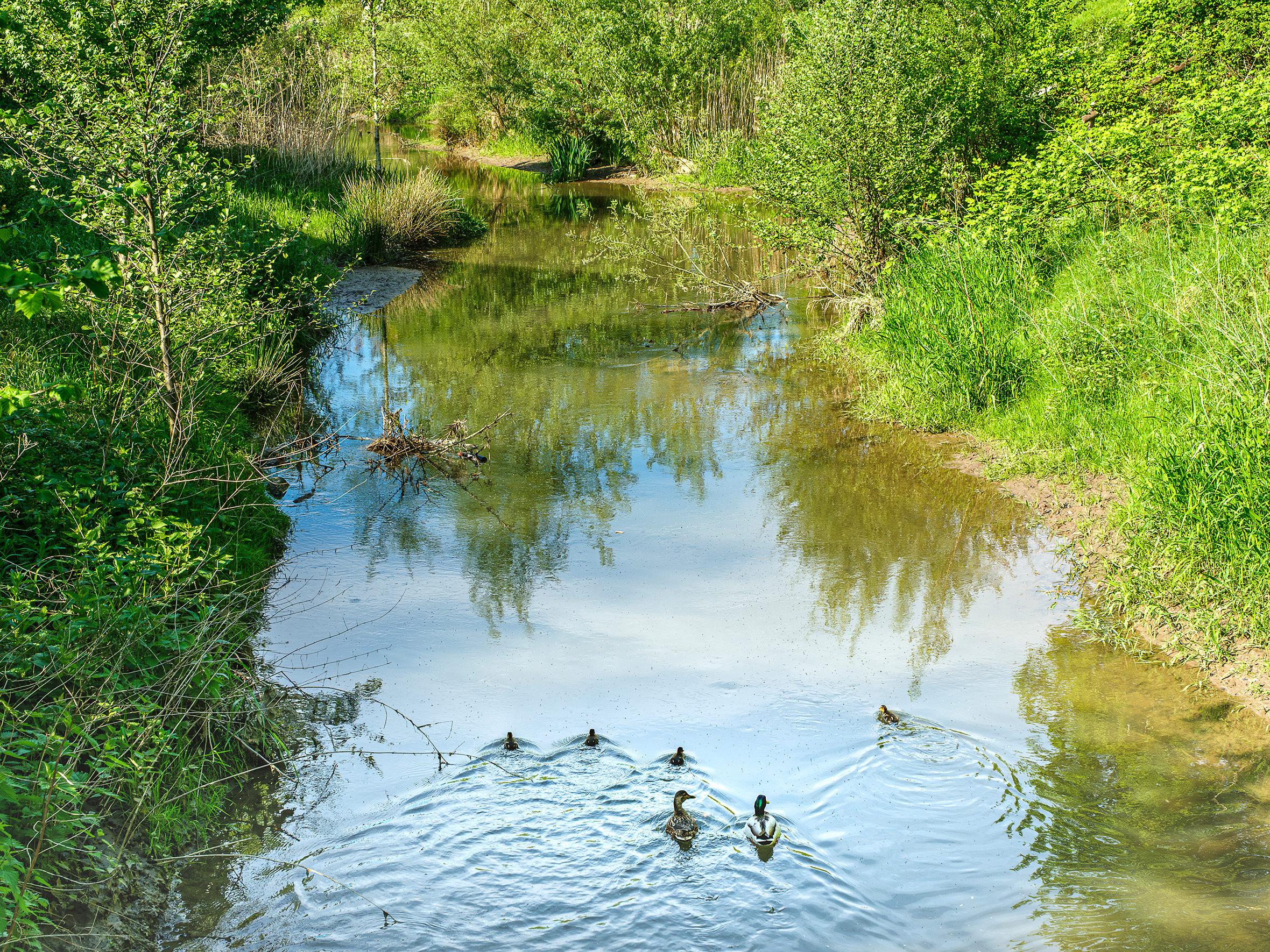 Eine Entenfamilie, die in der renaturierten Südlichen Düssel schwimmt.