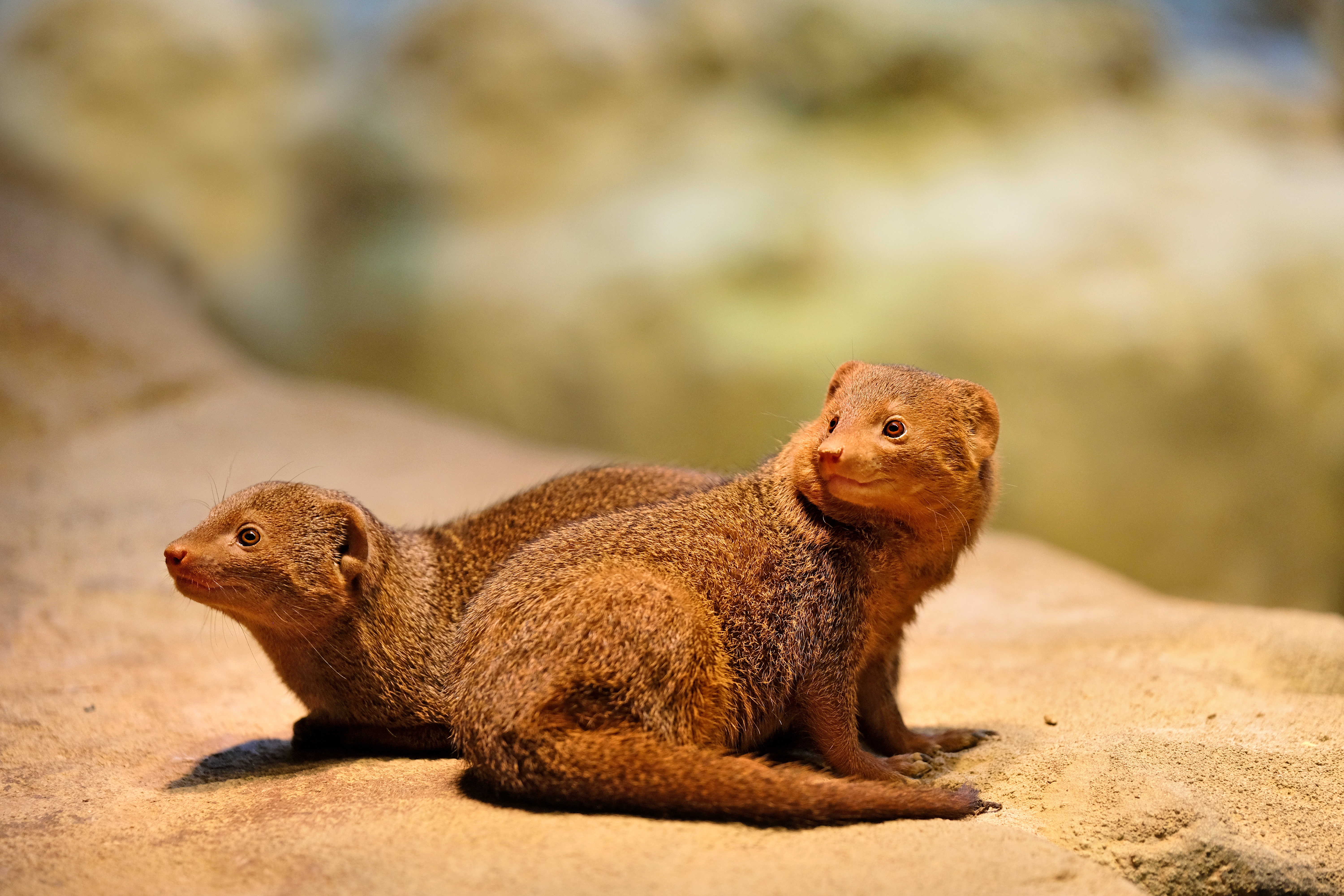 Das Bild zeigt zwei Zwergmangusten in ihrem Terrarium