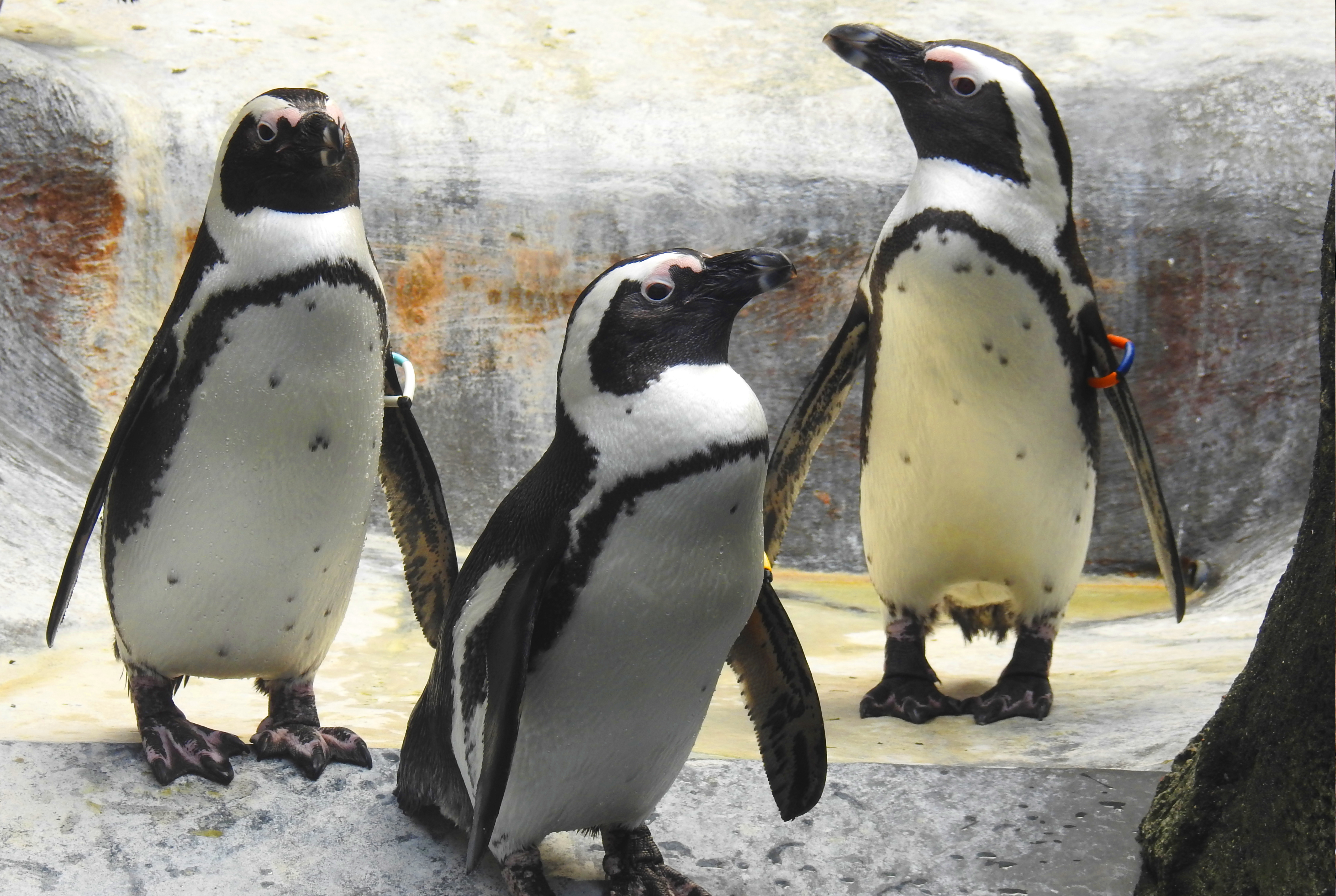 Brillenpinguine (Spheniscus demersus) im Aquazoo Löbbecke Museum