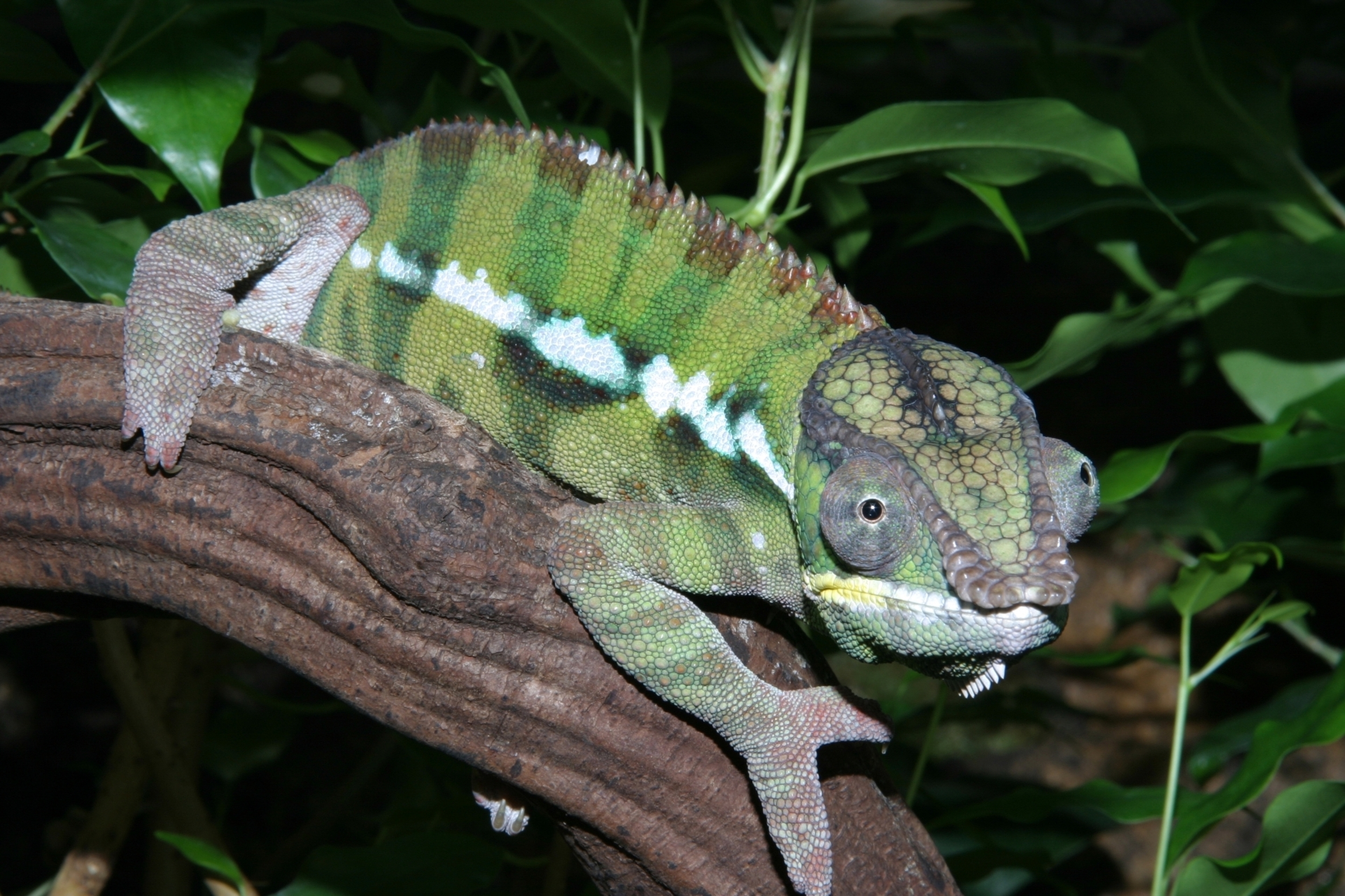 Pantherchamäleon (Furcifer pardalis)