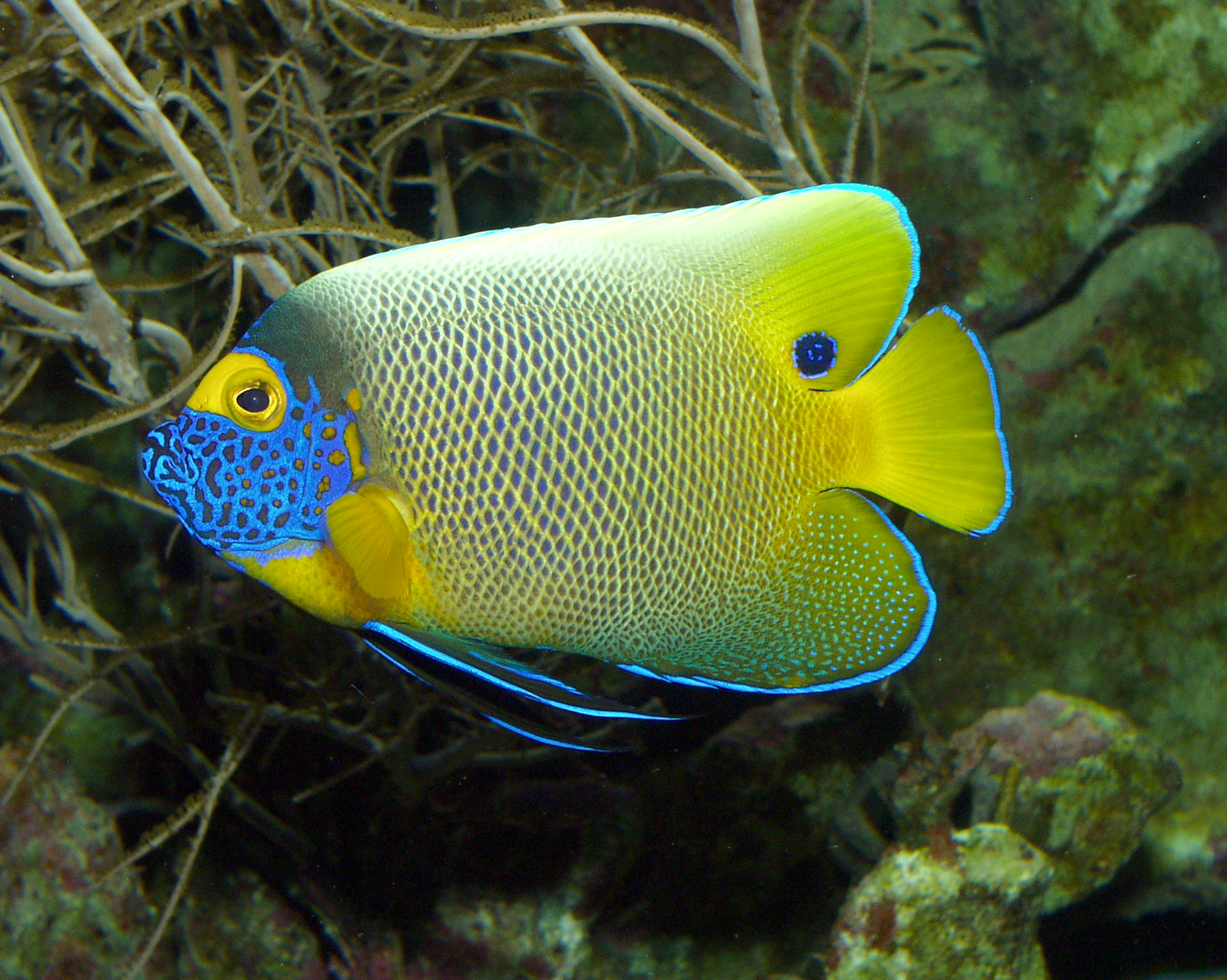 Blaukopf-Kaiserfisch (Pomacanthus xanthometopon)