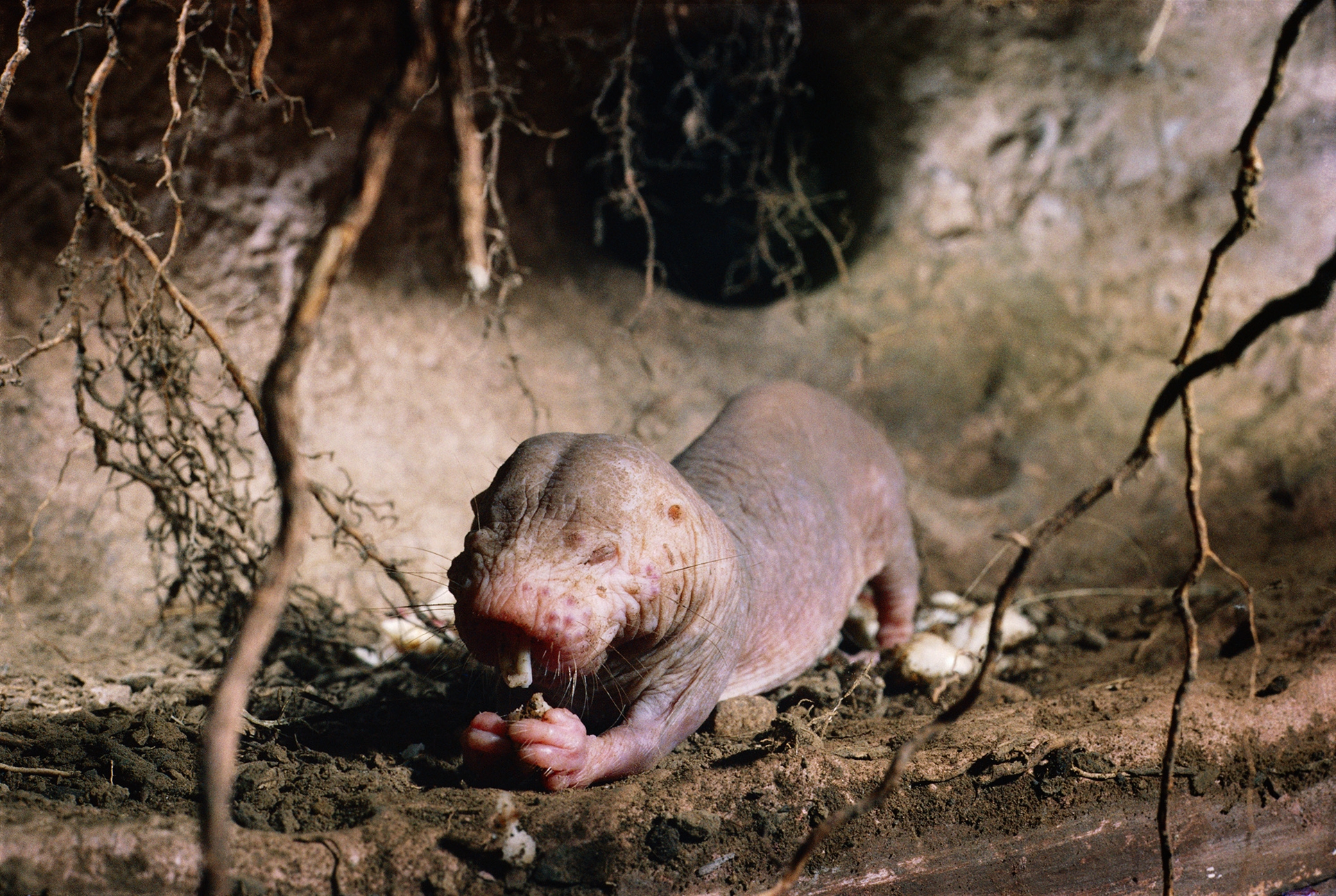 Nacktmull (Heterocephalus glaber)