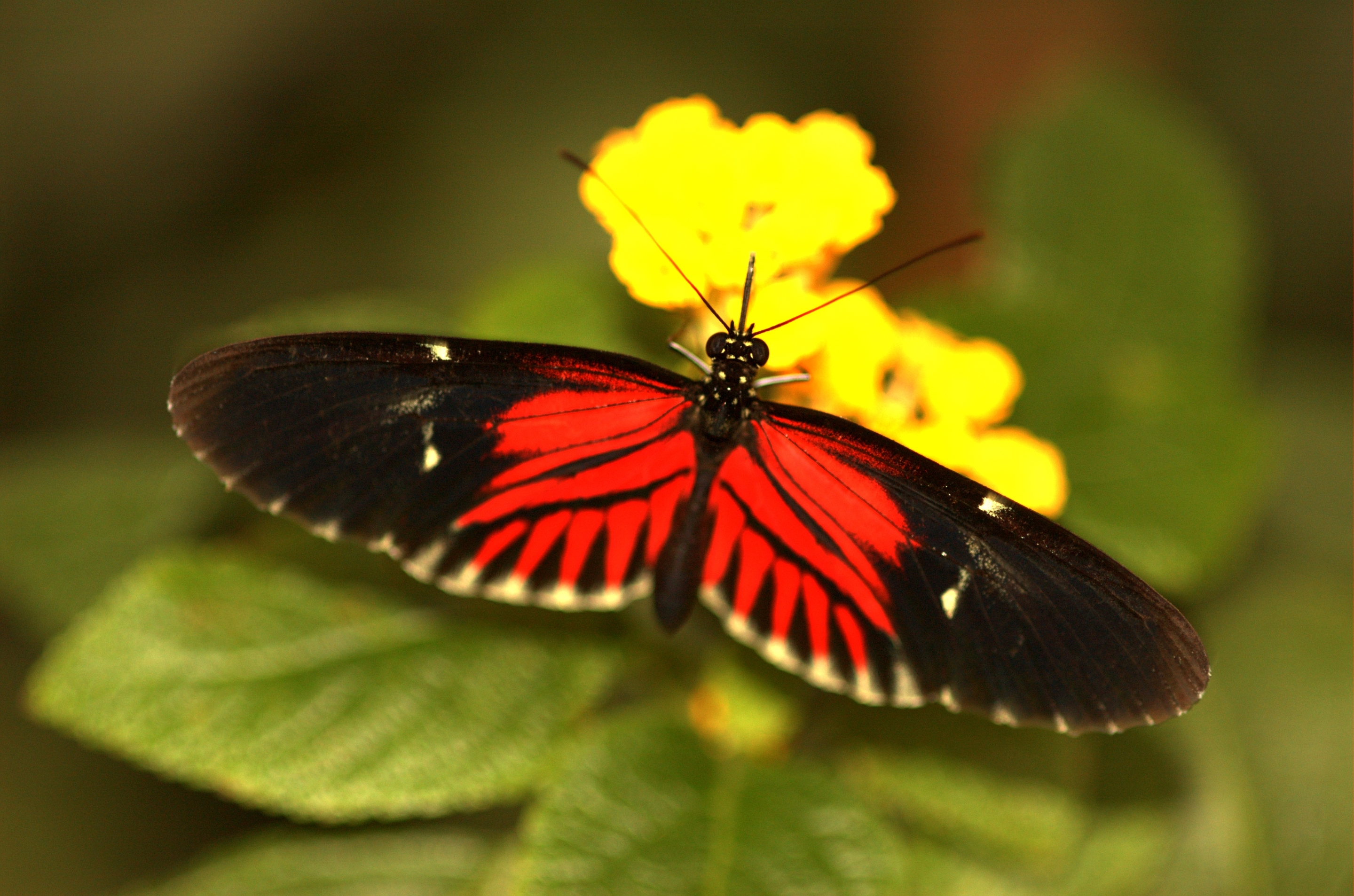 Passionsblumenfalter (Heliconius melpomene)