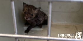 Das Fuchsbaby nach der Rettung durch die Feuerwehr