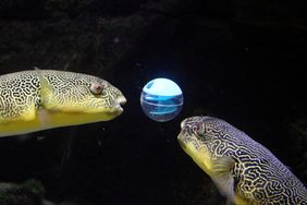 Goldringel-Kugelfische (Tetraodon mbu) mit Futterkugel im Aquazoo Düsseldorf