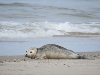 Ein Seehund liegt an einem Strand