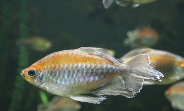 Blauer Kongosalmler von der Seite fotografiert. Auffällig sind die langen, schillernden Flossen