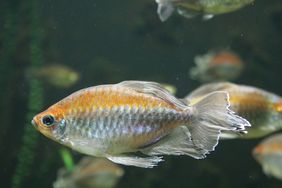 Blauer Kongosalmler von der Seite fotografiert. Auffällig sind die langen, schillernden Flossen