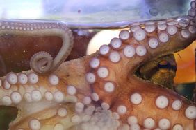 Oktopus im Aquarium des Aquazoo Löbbecke Museum