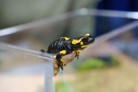 Ein Feuersalamander erklimmt die Öffnung seines Terrariums