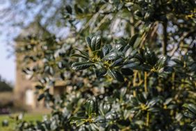 Charakteristisch für die Stechpalme sind ihre lederartigen, dunkelgrünen und glänzenden Blätter. Foto: Melanie Zanin