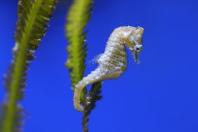 Zwergseepferdchen (Hippocampus zosterae) klammert sich mit seinem Greifschwanz an eine Alge