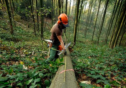Mission Wald: die Forstwirtin/der Forstwirt