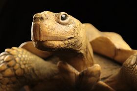 Aquazoo Löbbecke Museum