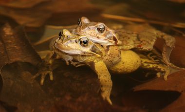 Zwei Grasfrösche (Rana temporaria) im sogenannten Amplexus (Paarungshaltung) im Teich vor dem Aquazoo. Die beiden Tiere schauen mit ihren Köpfen aus dem Wasser.