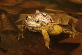 Zwei Grasfrösche (Rana temporaria) im sogenannten Amplexus (Paarungshaltung) im Teich vor dem Aquazoo. Die beiden Tiere schauen mit ihren Köpfen aus dem Wasser.