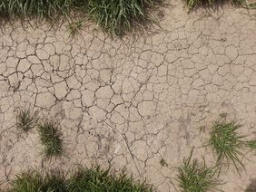 vertrocknete Erde zwischen einzelnen Grasbüscheln