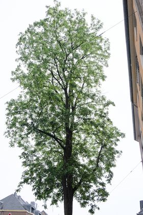 Landeshauptstadt Düsseldorf/Michael Gstettenbauer