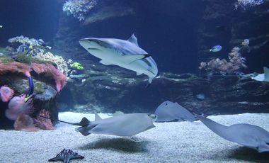 Der Schwarzspitzen-Riffhai im großen Riffaquarium des Aquazoo. Das Tier wird von großen Rochen flankiert. Im Hintergrund sind Felsen mit Seeanemonen zu sehen.