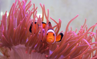 Anemonenfische - Geschlechtsumwandelung ist hier seit Jahrtausenden bewährter Standard