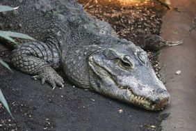 Ein Stumpfkrokodil (Osteolaemus tetraspis) an Land liegend im Gehege des Aquazoo Löbbecke Museum