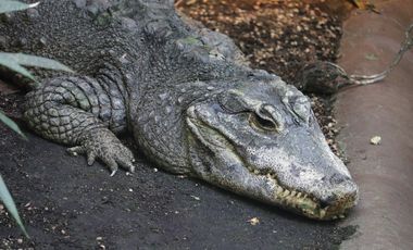 Ein Stumpfkrokodil (Osteolaemus tetraspis) an Land liegend im Gehege des Aquazoo Löbbecke Museum