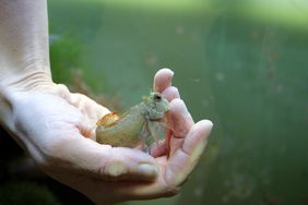 Juwel-Felshüpfer (Salarias fasciatus) auf der Hand seiner Tierpflegerin im Aquazoo