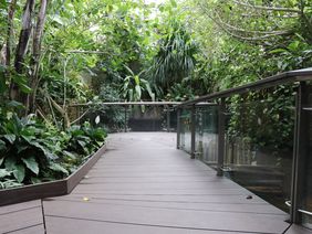 Ein Holzsteg, der durch die dicht bewachsene Tropenhalle des Aquazoo Löbbecke Museum führt. 