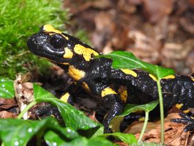 Feuersalamander im Bachlauf-Gehege des Aquazoo Löbbecke Museum