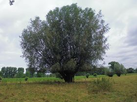 Landeshauptstadt Düsseldorf/Garten-, Friedhofs und Forstamt