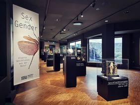 Von der Decke hängt ein Banner mit dem Titel der Ausstellung und dem halben Abbild einer Gespenstschrecke. Rechts daneben sind einige Vitrinen mit verschiedenen Präparaten angeordnet.