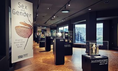 Von der Decke hängt ein Banner mit dem Titel der Ausstellung und dem halben Abbild einer Gespenstschrecke. Rechts daneben sind einige Vitrinen mit verschiedenen Präparaten angeordnet.