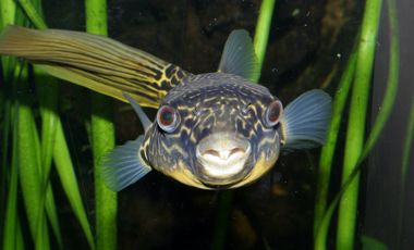 Goldringel-Kugelfisch im Aquarium des Aquazoo