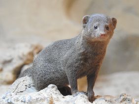 Südliche Zwergmanguste (Helogale parvula) in einem Gehege des Aquazoo Löbbecke Museum