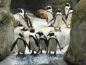 Brillenpinguine im Aquazoo Löbbecke Museum