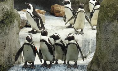 Brillenpinguine im Aquazoo Löbbecke Museum