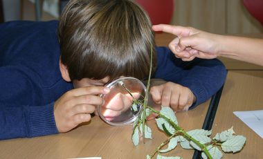 Schüler untersucht die Anpassungen einer Stabschrecke