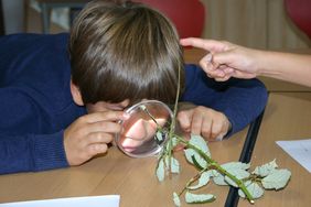 Schüler untersucht die Anpassungen einer Stabschrecke