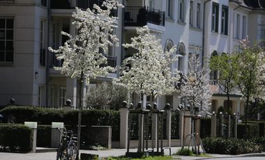 Das Gartenamt hat mit der Bewässerung der Bäume begonnen. Foto: Ingo Lammert