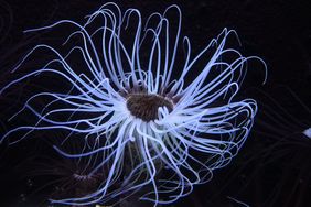 Die Zylinderrose (Cerianthus membranaceus) und viele weitere Aquazoobewohner können beim Fotoworkshop am 11. Juli unter kindgerechter Anleitung fotografiert werden.