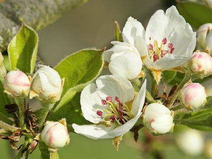 Birnbaumblüte