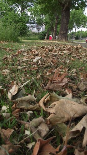 Landeshauptstadt Düsseldorf/Gartenamt