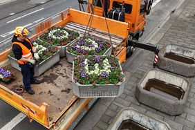 Pünktliche Anlieferung: Seit Mittwoch, 29. Mai, stehen die Blumenkübel mit der UEFA-EURO 2024-Bepflanzung am Graf-Adolf-Platz. Bis zum Start der Turniers in zwei Wochen kann sich die ganze Blütenpracht entfalten.