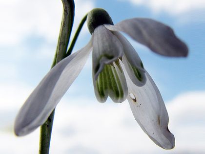 Gewöhnliches Schneeglöckchen