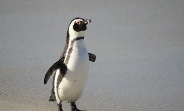 Brillenpinguin in Simonstown, Südafrika