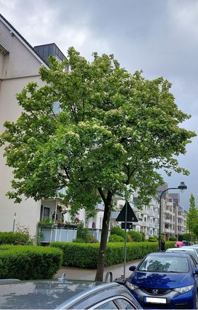 Landeshauptstadt Düsseldorf/Gartenamt