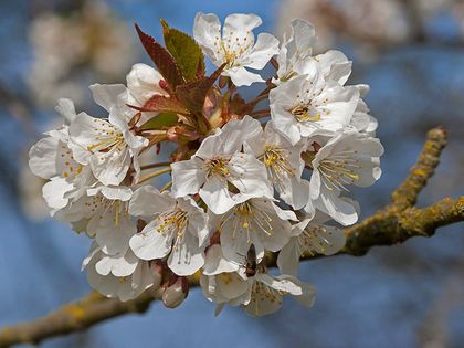 Süßkirschblüte