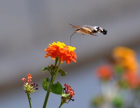 Taubenschwänzchen